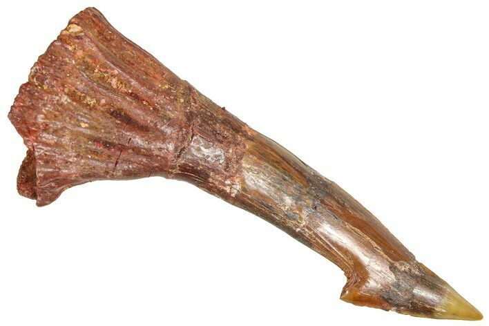 Bargain, Fossil Sawfish (Onchopristis) Rostral Barb - Morocco #366672